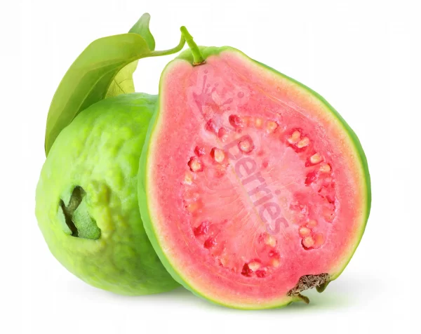 guava bio ekologiczna